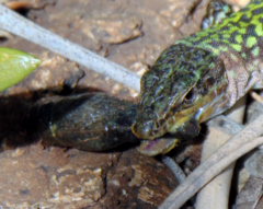 Tandonia sowerbyi
