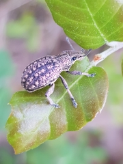 Polydius heydeni