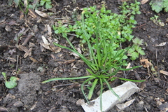 Ornithogalum woronowii