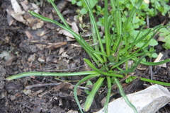 Ornithogalum woronowii