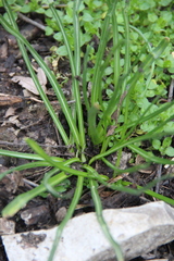 Ornithogalum woronowii