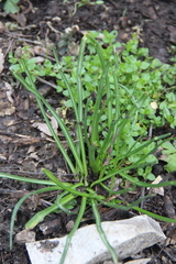 Ornithogalum woronowii