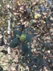 Arctostaphylos morroensis