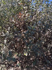 Arctostaphylos morroensis