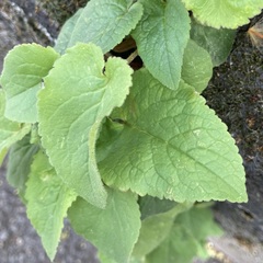 Campanula rapunculoides