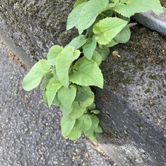 Campanula rapunculoides