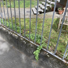 Campanula rapunculoides