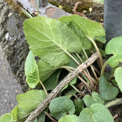 Campanula rapunculoides