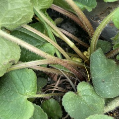 Campanula rapunculoides