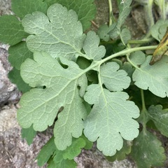 Chelidonium majus