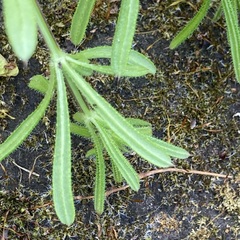 Galium aparine