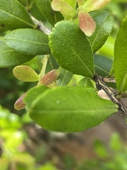 Myrcianthes fragrans