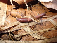 Lumbricus castaneus
