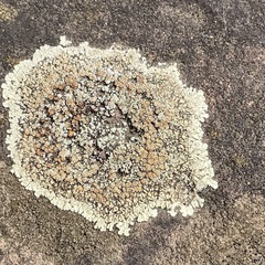 Protoparmeliopsis muralis