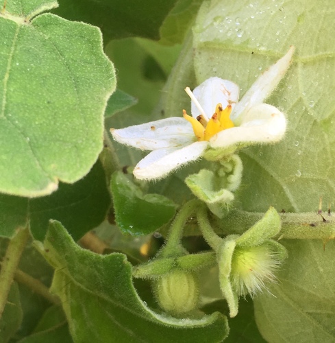 Solanum hirtum image