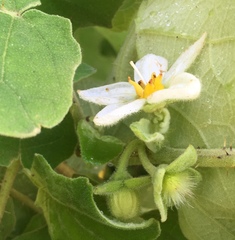 Image of Solanum hirtum