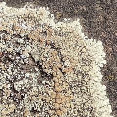 Protoparmeliopsis muralis