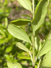 Myrcianthes fragrans