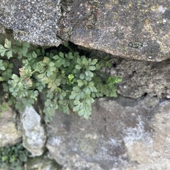 Asplenium ruta-muraria