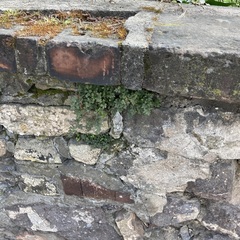 Asplenium ruta-muraria