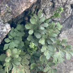 Asplenium ruta-muraria