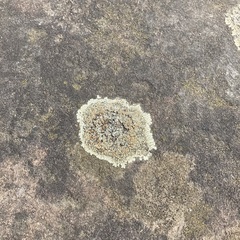 Protoparmeliopsis muralis