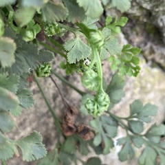 Asplenium ruta-muraria