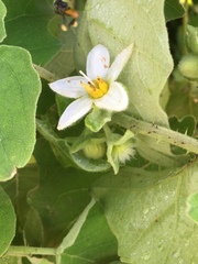 Solanum hirtum