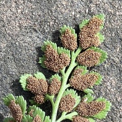 Asplenium ruta-muraria