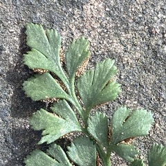 Asplenium ruta-muraria