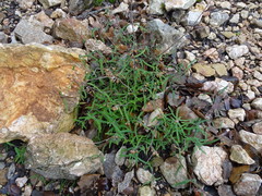 Teucrium asiaticum