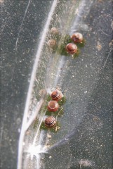 Catocala fraxini