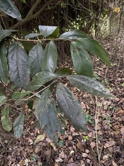 Ocotea leucoxylon