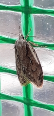Semioscopis aurorella
