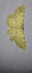 Catoria sublavaria