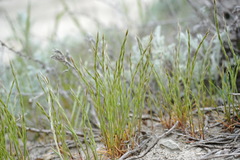 Festuca maritima