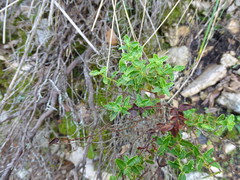 Hypericum balearicum