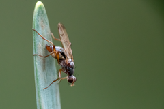 Norellia spinipes