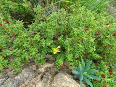 Hypericum balearicum