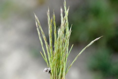 Festuca maritima