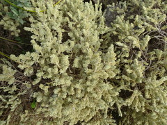 Thymelaea velutina