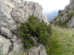 Hypericum balearicum