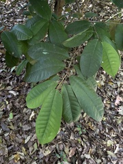 Chrysophyllum argenteum