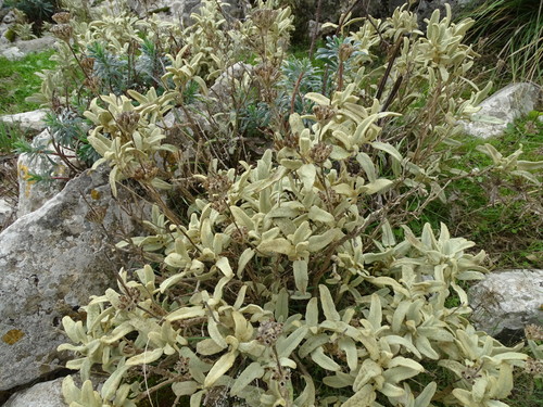 Image of Phlomis italica by (c) Grzegorz Grzejszczak, some rights reserved (CC BY-SA)