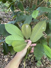 Chrysophyllum argenteum