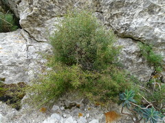 Galium crespianum