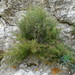 Galium crespianum - Photo (c) Grzegorz Grzejszczak, algunos derechos reservados (CC BY-SA), subido por Grzegorz Grzejszczak