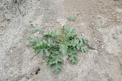 Crambe koktebelica
