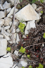 Cruciata taurica