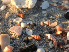 Dasymutilla melancholica